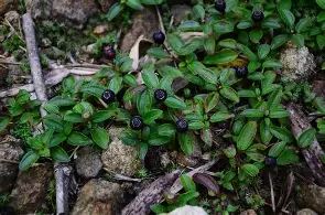 菍検ig踛-ewc平台网站